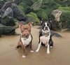 Tweed vs Poly Cotton Dog Collars:  A Sustainable Choice for Your Furry Friend