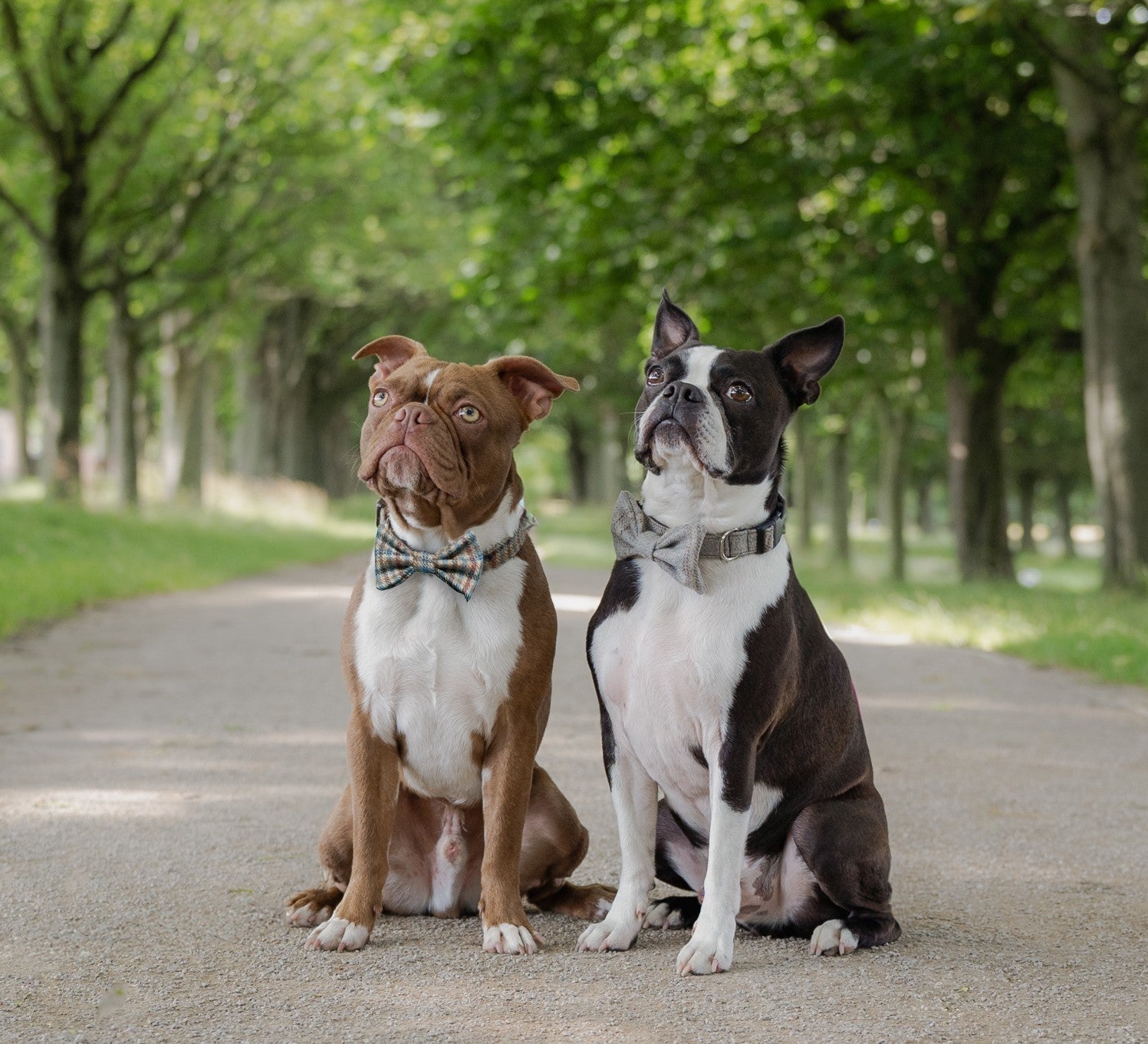 Chocolate brown cocker spaniel puppy sleeping on a grey fluffy blanket wearing a pink herringbone tweed bow with R logo
