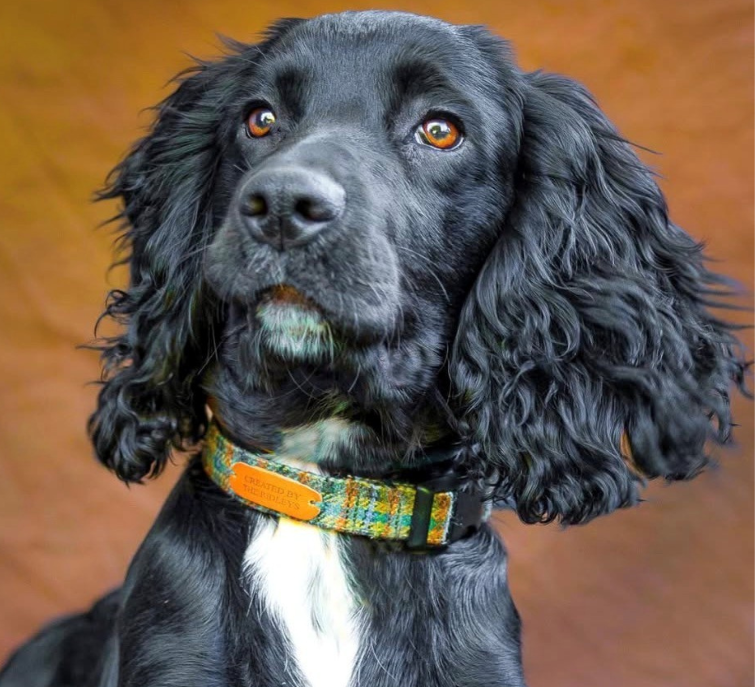 Black cocker spaniel with a white patch on chest wearing a check tweed collar from Created By The Ridleys