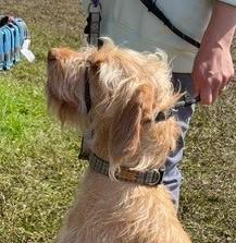 Handmade Tweed Dog Collar - Traditional Check - British Tweed - Handmade