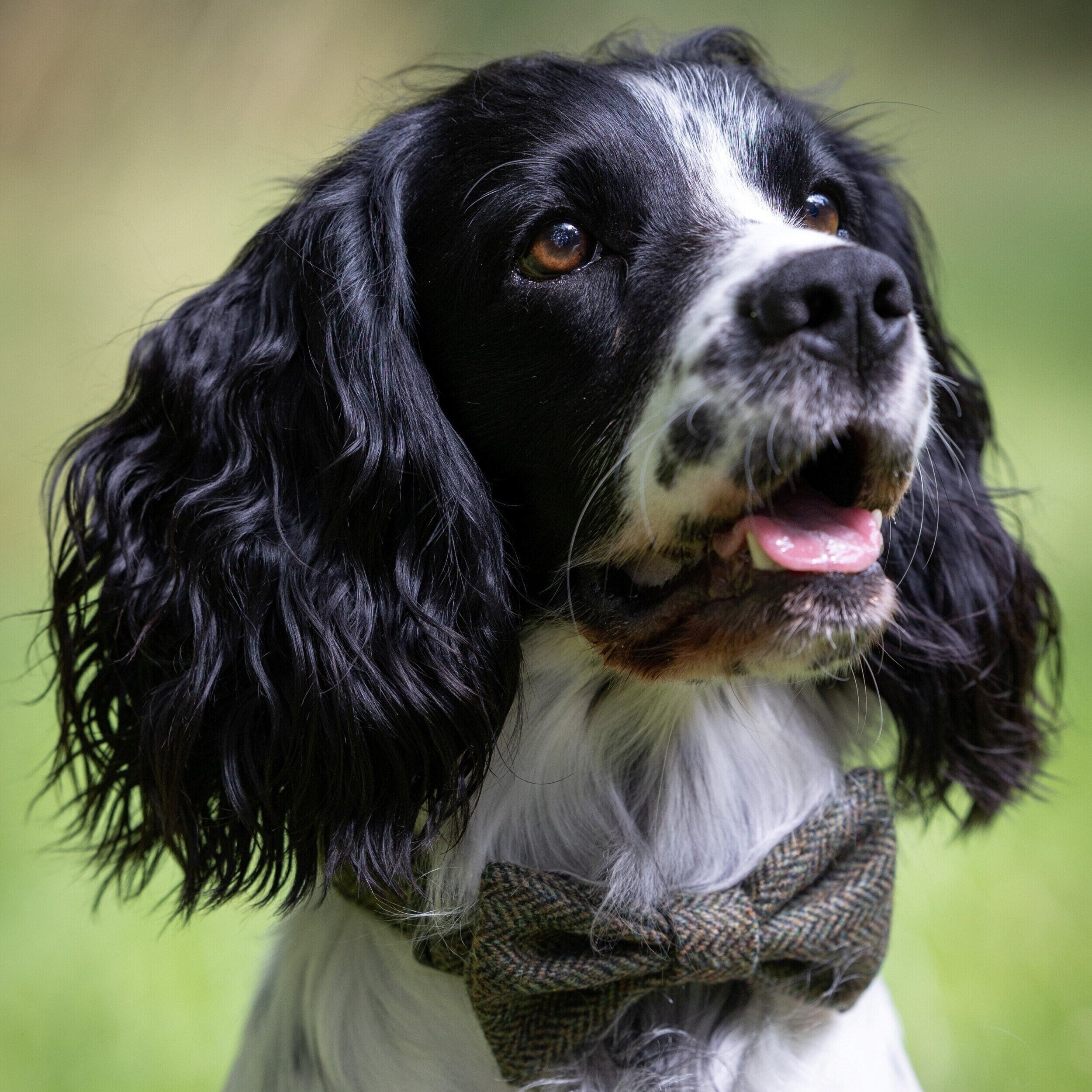Handmade Tweed Dog Collar - Moss Green Herringbone - British Tweed - Handmade