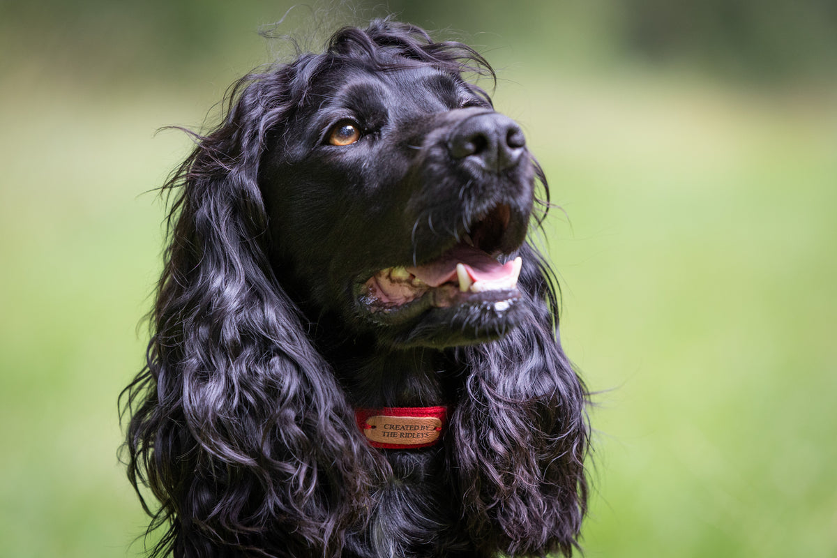 Dog Collar - Red Tweed