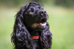 Dog Collar - Red Tweed