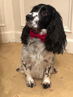 Dog Bow Tie - Red Tweed