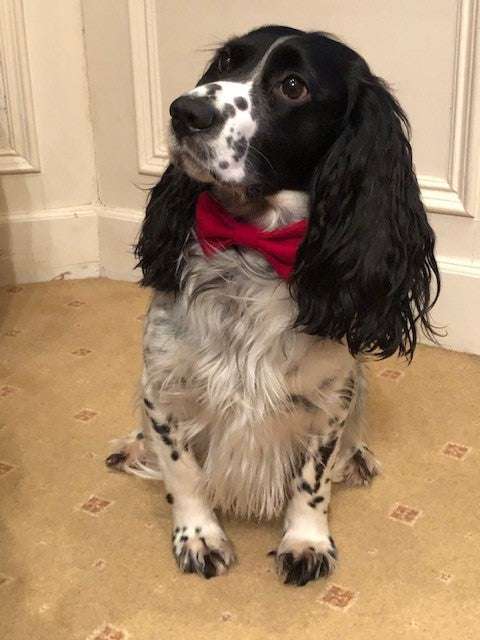 Dog wearing a red bandana sitting on a carpeted floor.