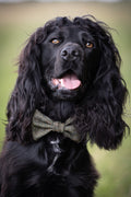 Black dog with a bow tie in a natural setting