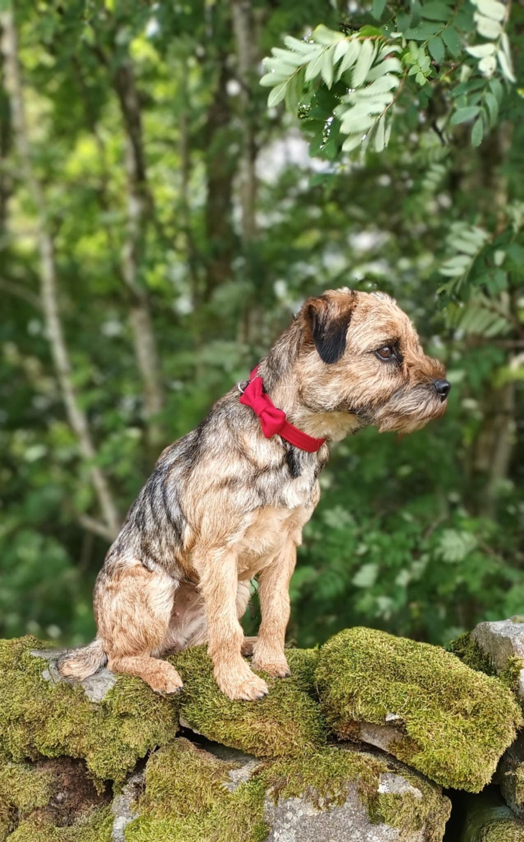 Dog sitting on a mossy stone wall with a forest background
