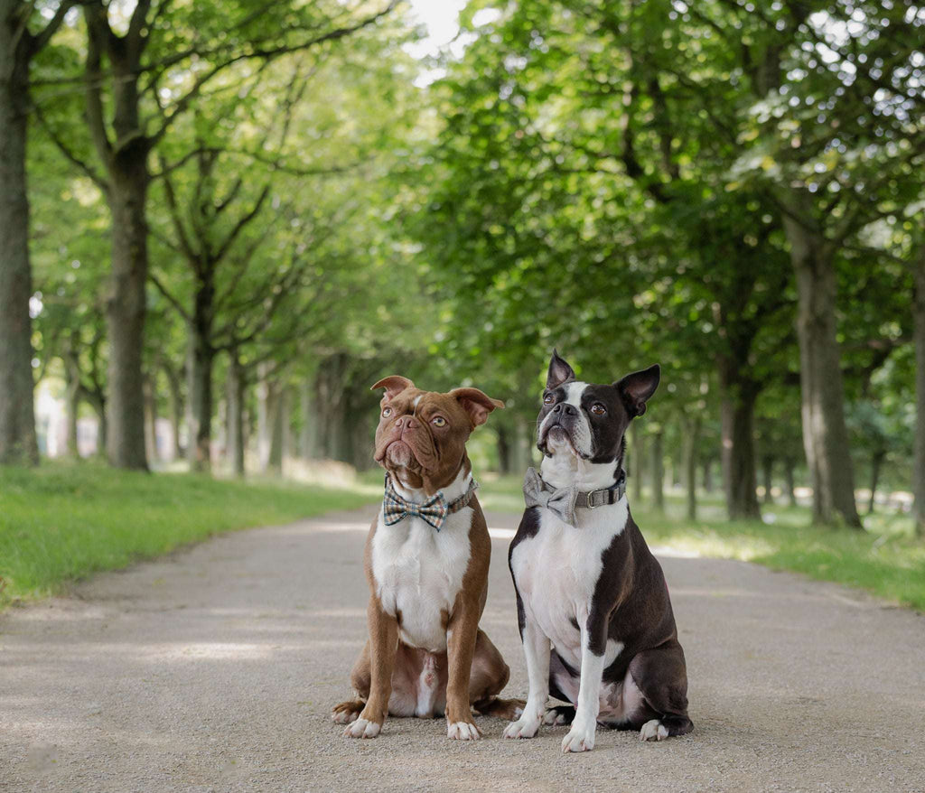 Two dogs sitting on a path lined with trees wearing tweed dog collars and bow ties