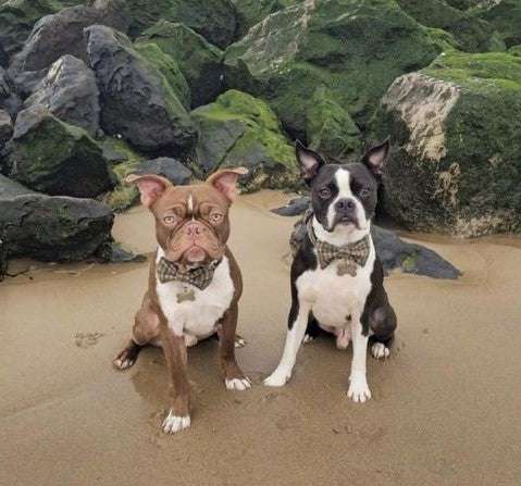 Two dogs sitting on a beach with rocks in the background