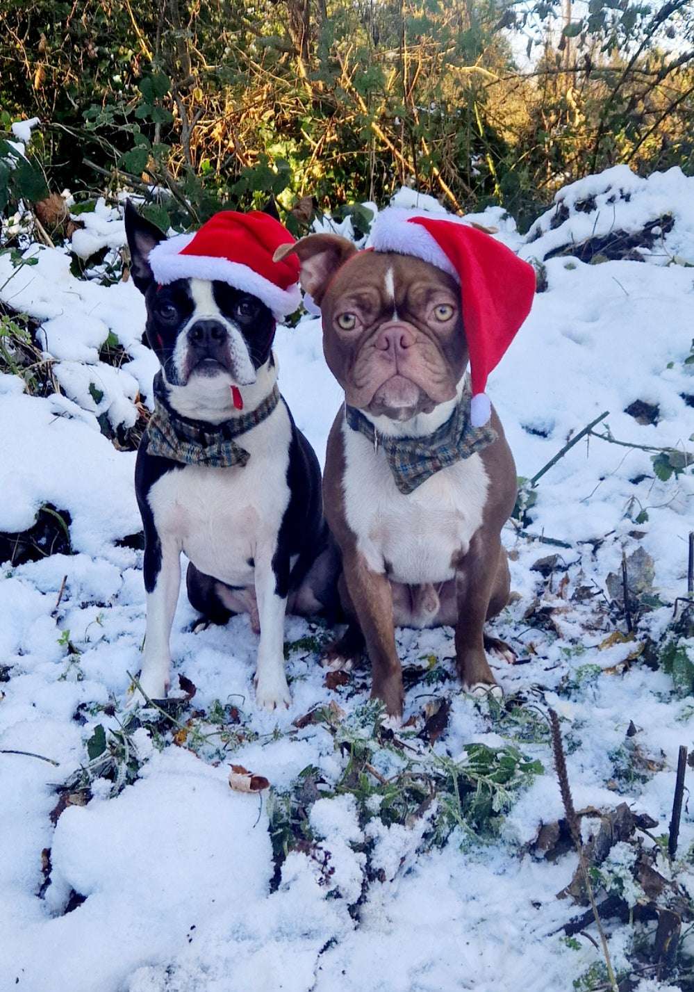 Two dogs wearing Santa hats in a snowy outdoor setting