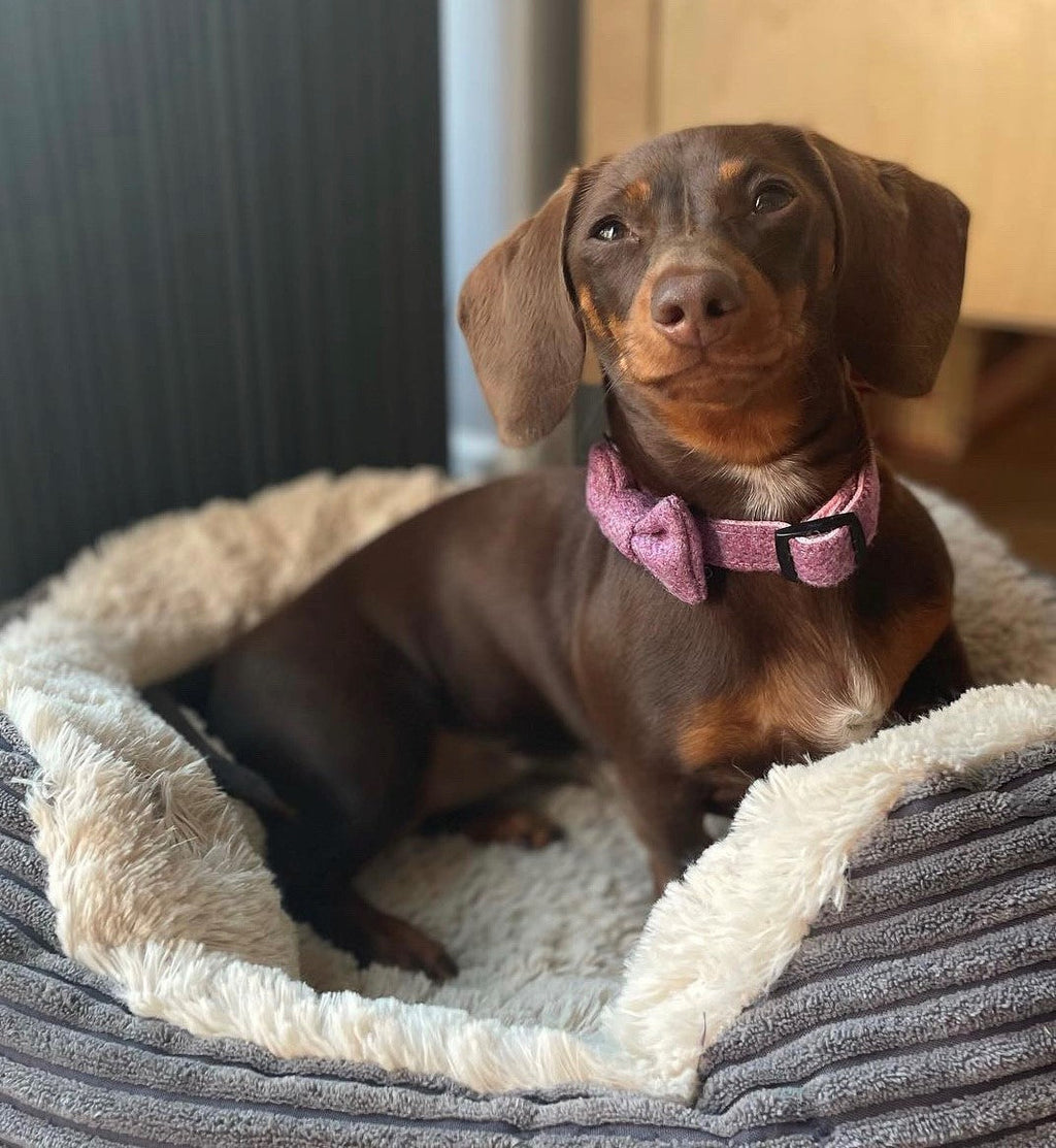 Small dachshund dog with a pink bow tie and collar sitting on a fluffy pet bed.