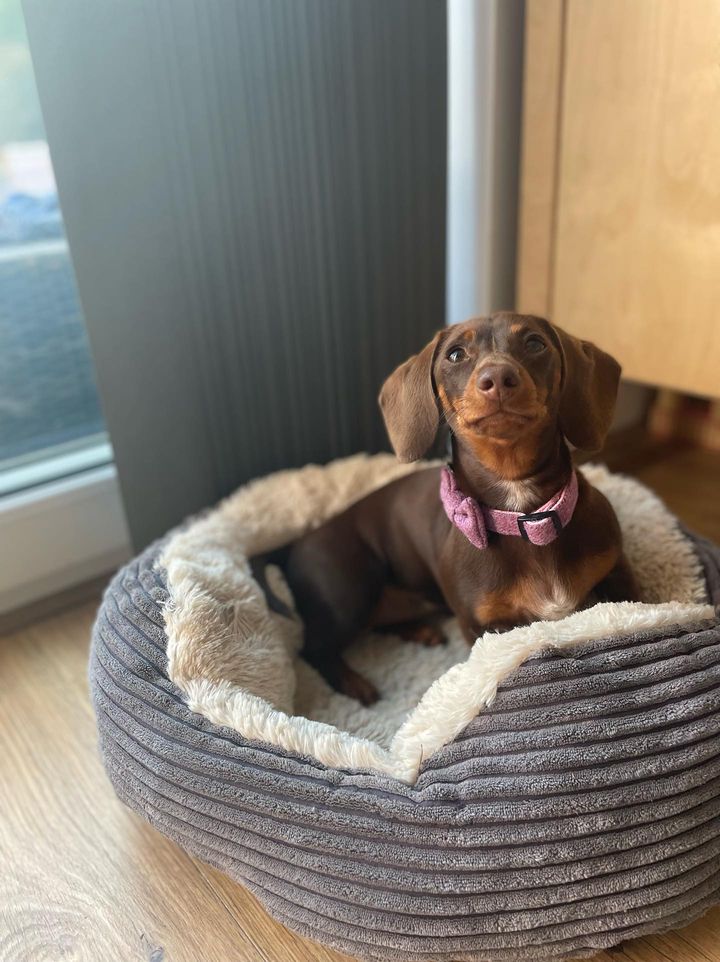 Small dog sitting in a gray pet bed with a lilac collar.