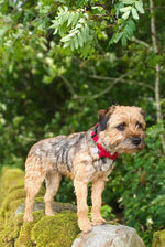 Dog Bow Tie - Red Tweed
