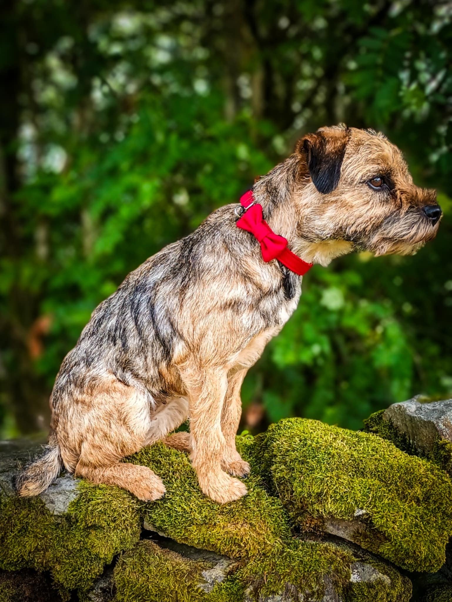 Dog Bow Tie - Red Tweed