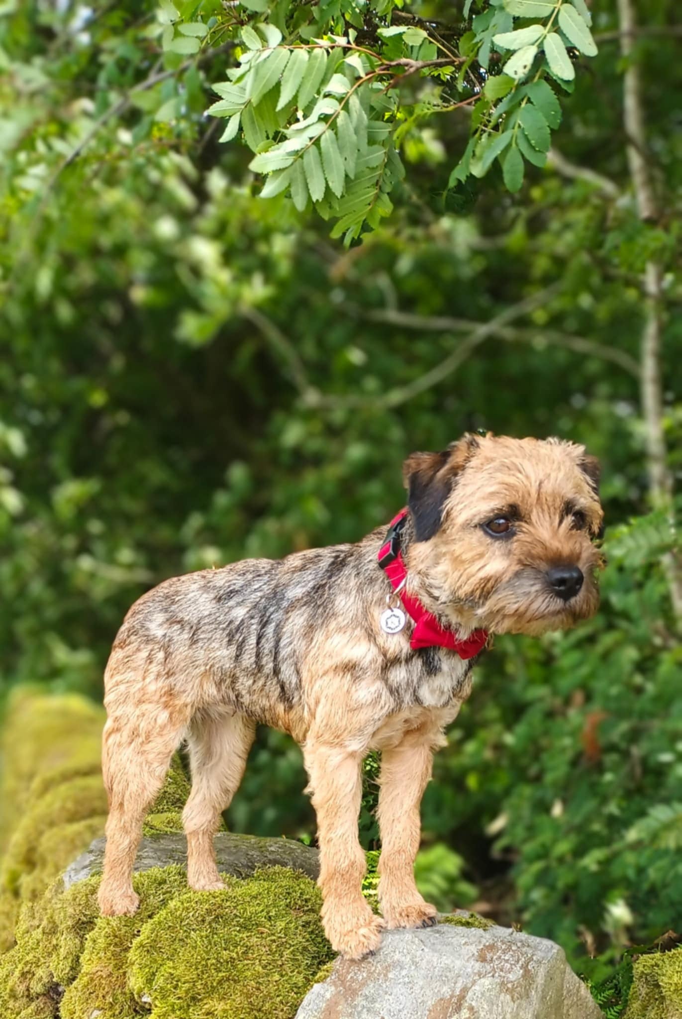 Dog standing on a rock with green foliage in the background