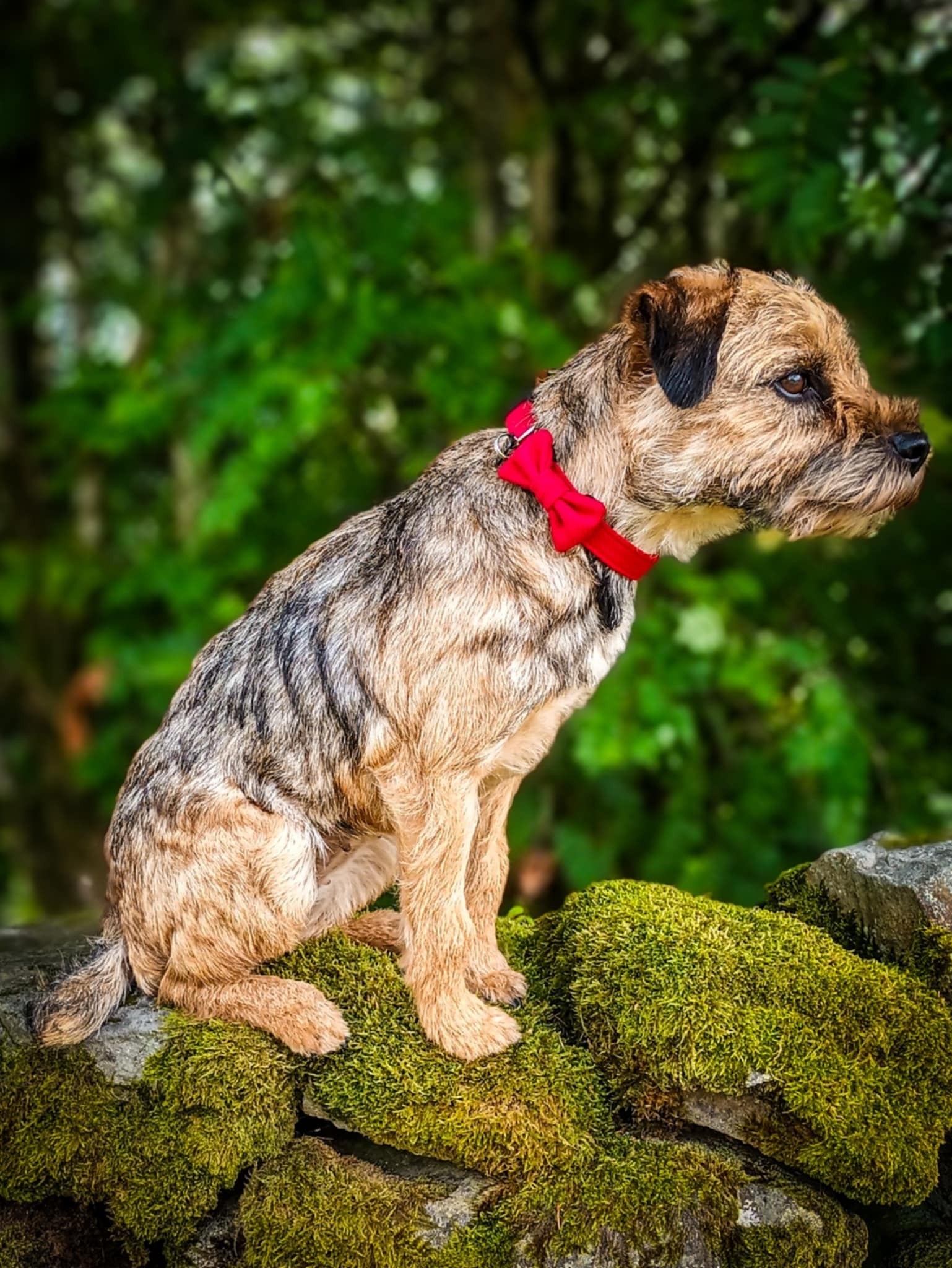 Dog sitting on a mossy stone wall with a blurred green forest background