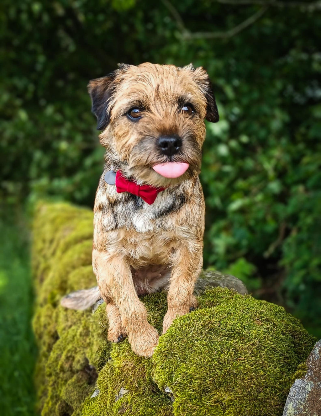 Dog with a red bow tie sitting on a mossy rock with a green foliage background