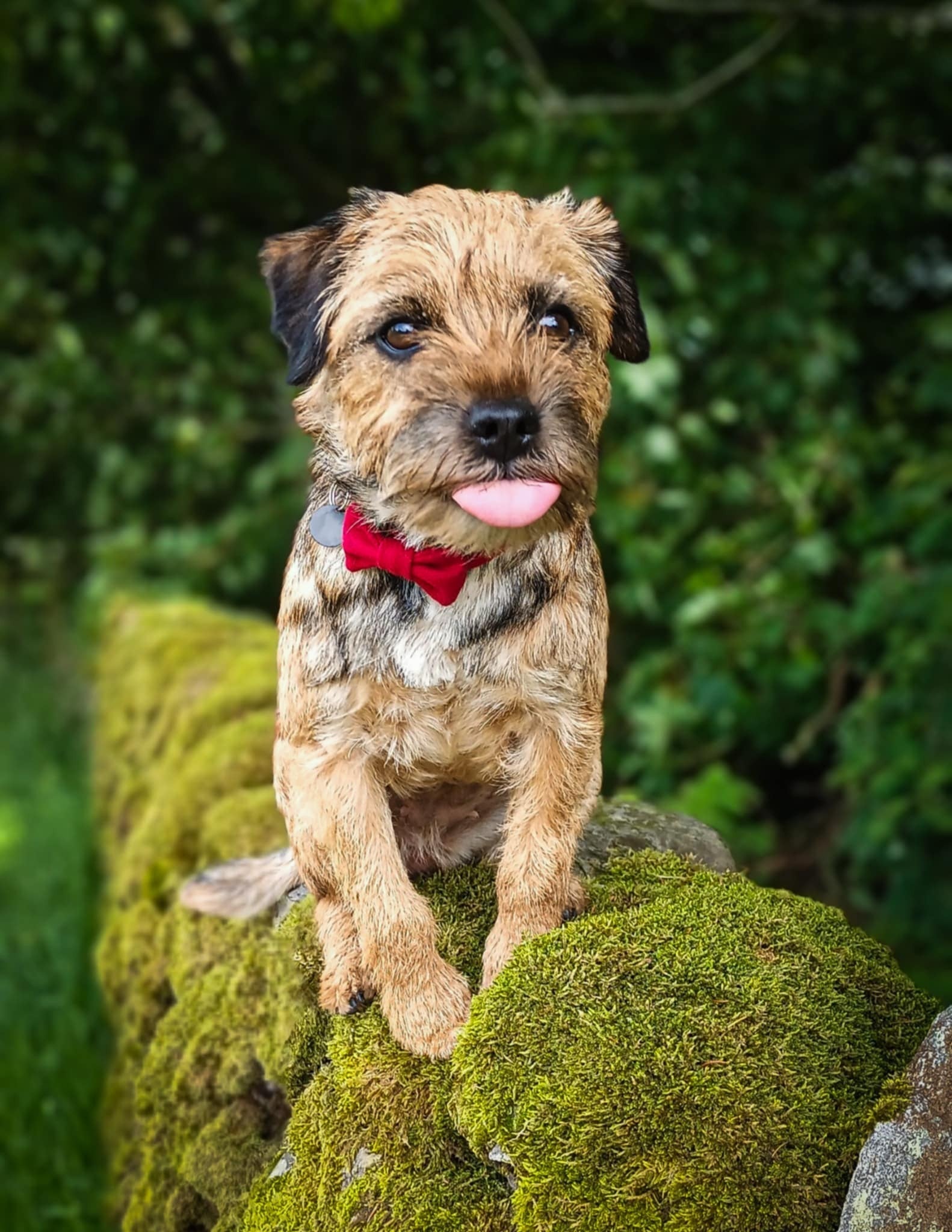 Dog with a red bow tie sitting on a mossy rock with a green foliage background