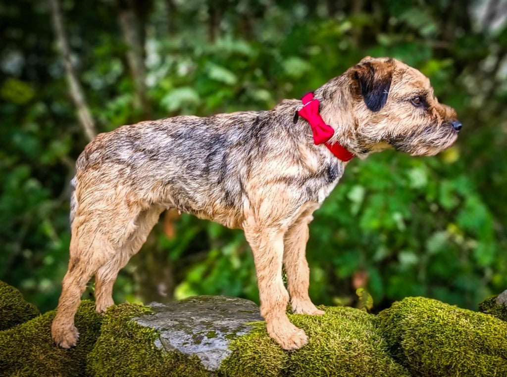 Dog with a red collar standing on a mossy stone wall with a green forest background