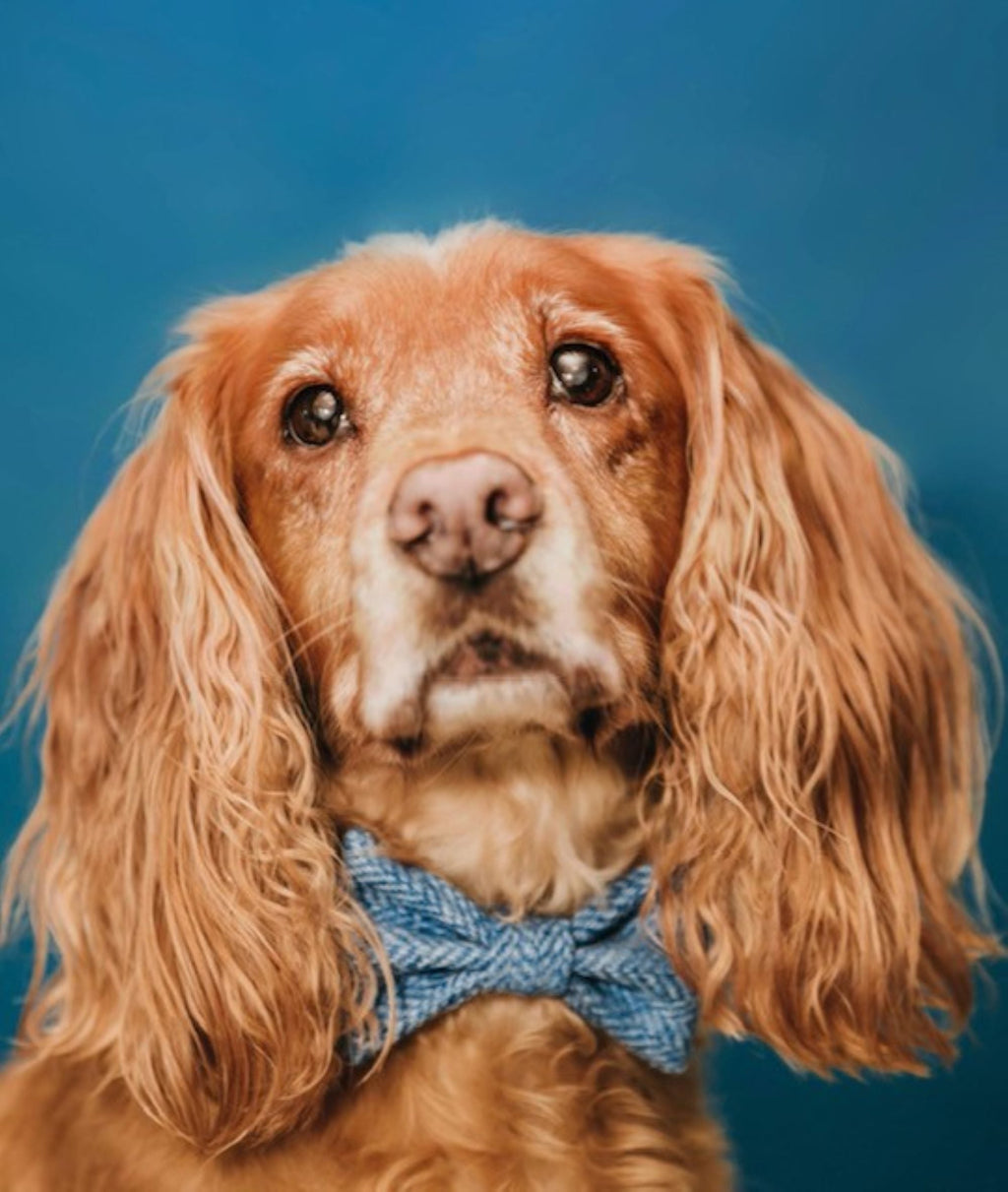 Brown dog with a blue bow tie against a blue background