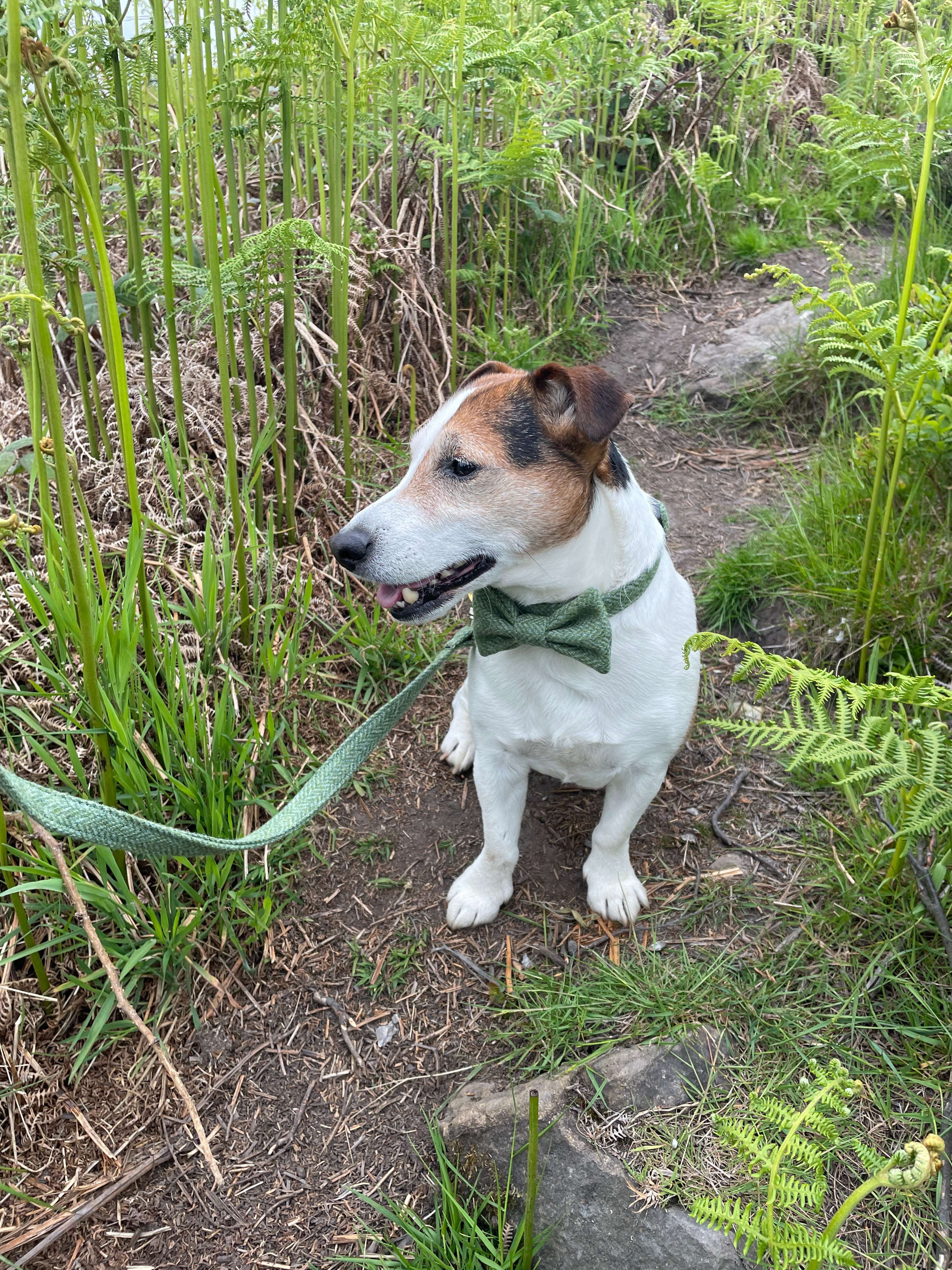 Small dog sitting on a grassy patch with ferns in the background