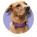 Dog wearing a purple bow tie with a purple background