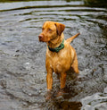 Fox red labrador dog standing in water wearing a green collar