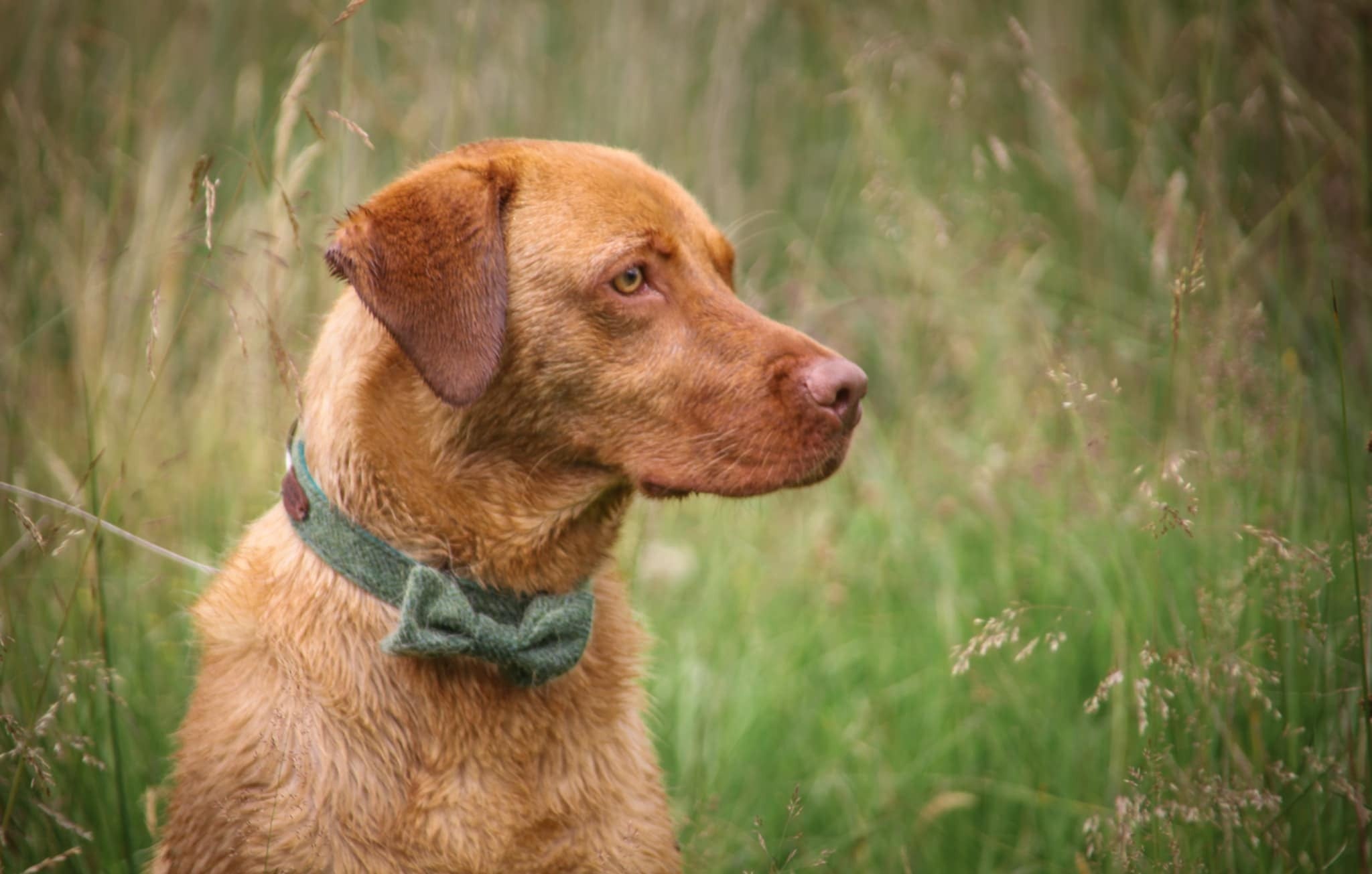 Red Labrador with a green bow tie standing in tall grass
