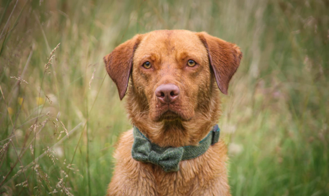 Fox red labrador dog wearing a green scarf in a grassy field