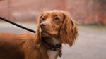 Dog Bow Tie - Red Tweed
