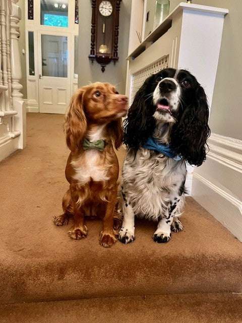 Two dogs, one brown and one black and white, sitting on a carpeted staircase.