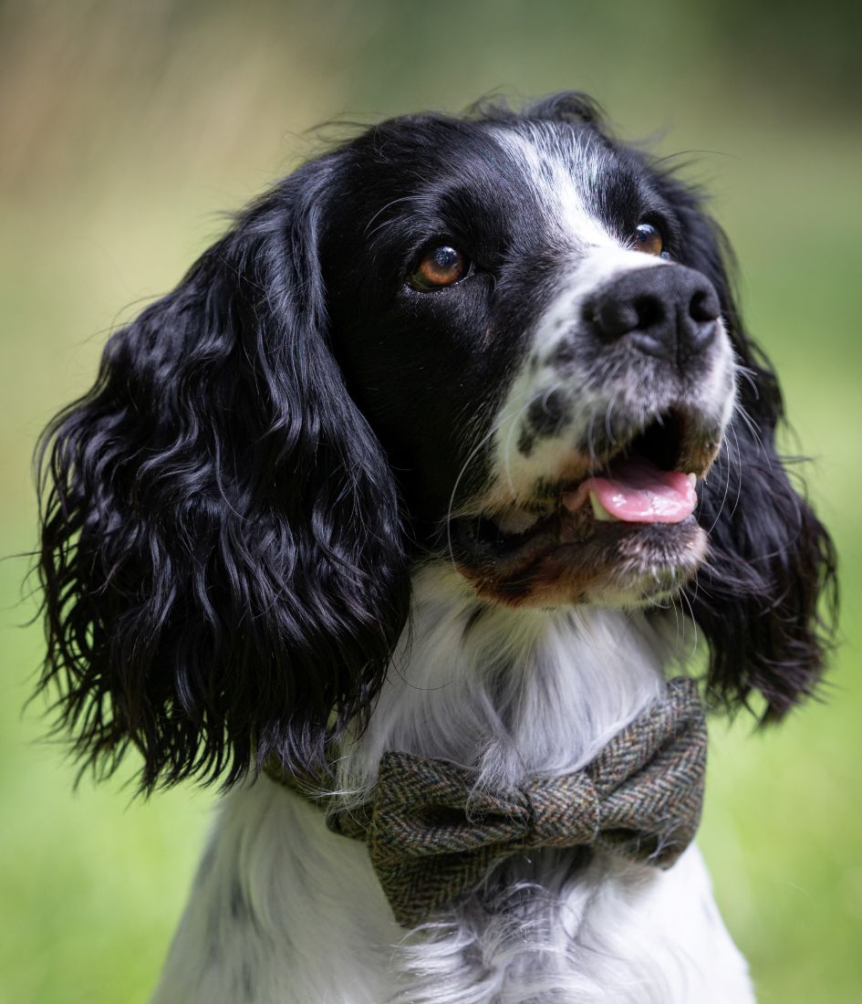 Dog wearing a bow tie with a blurred green background