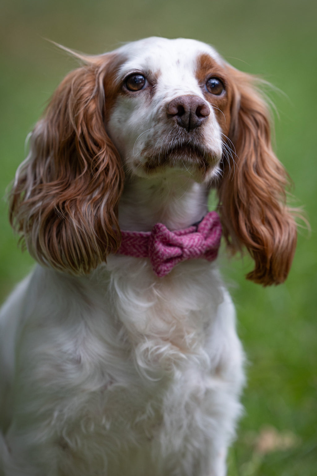 Dog wearing a pink bow tie with a blurred green background