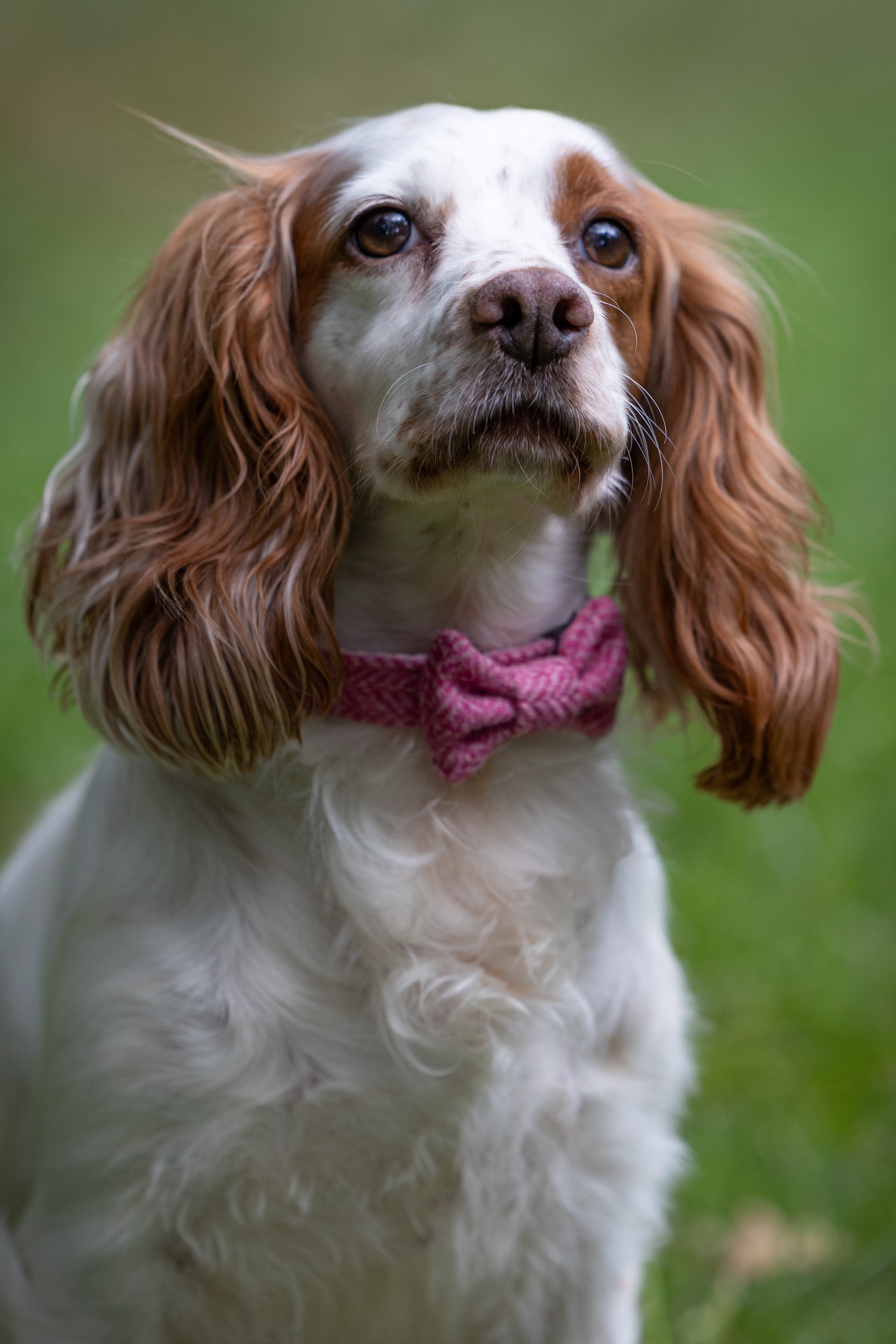 Dog wearing a pink bow tie with a blurred green background