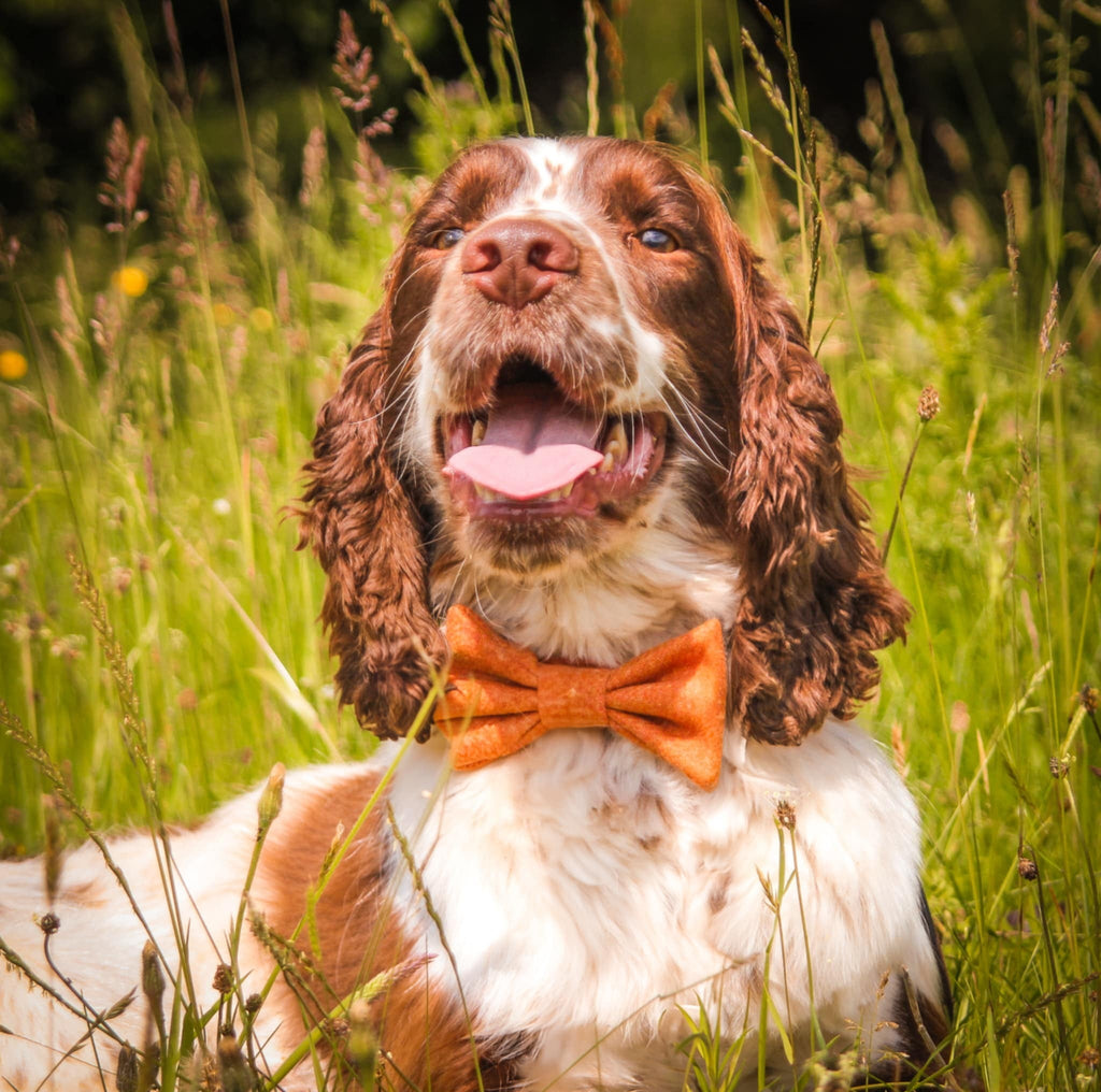 Dog wearing an orange bow tie in a grassy field