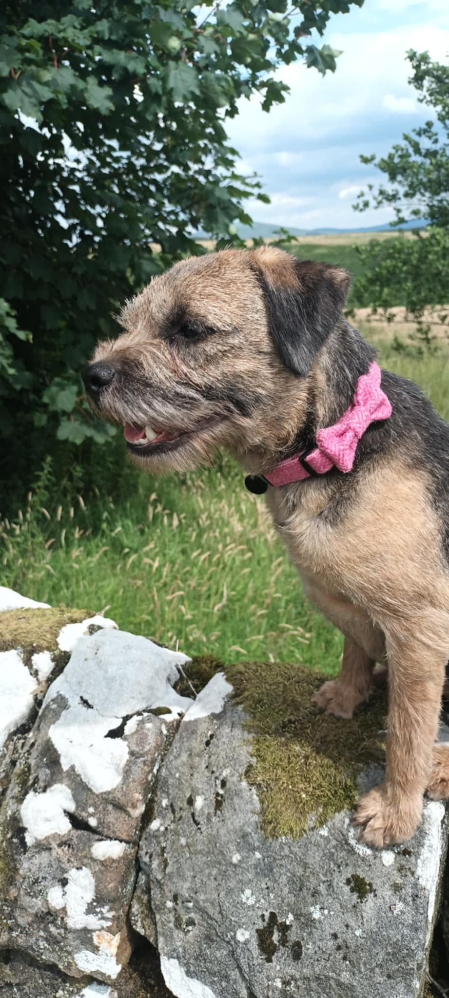 Dog Bow Tie - Pink Herringbone Tweed