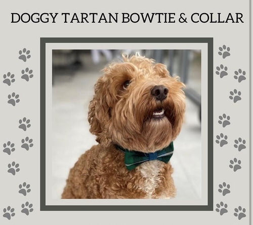 A stylish dog wearing a custom tartan bow tie and collar set from Created By The Ridleys, showcasing the unique design and elegance of the Custom Tartan Dog Collar, Lead & Bow Tie Set.