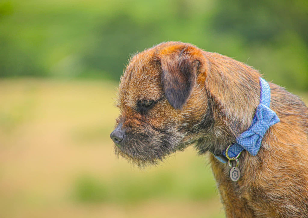 Dog with a blue collar standing in a field