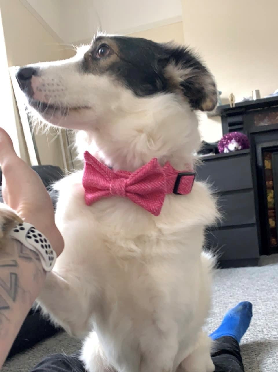 Dog wearing a pink bow tie sitting on a person's lap indoors.