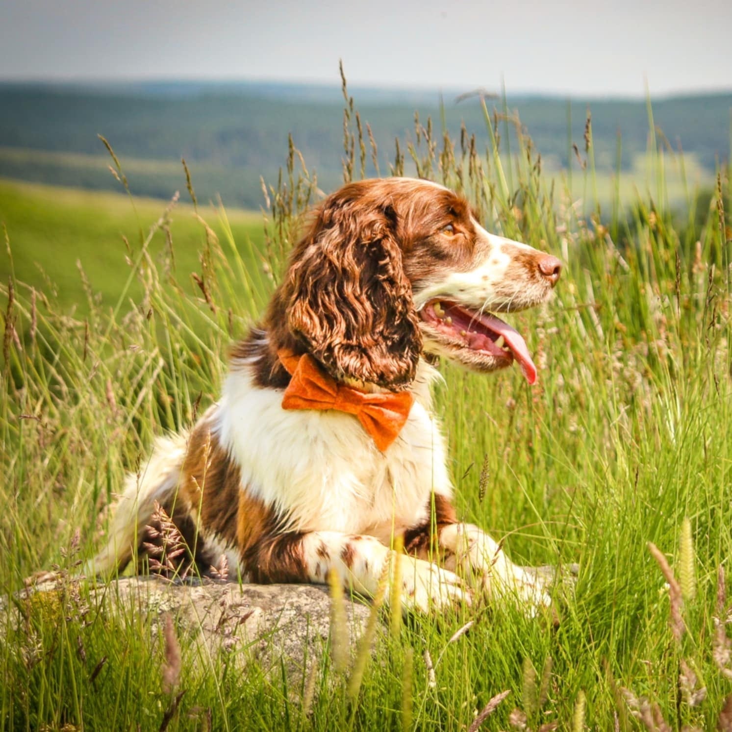 Dog sitting on a rock in a grassy field with mountains in the background