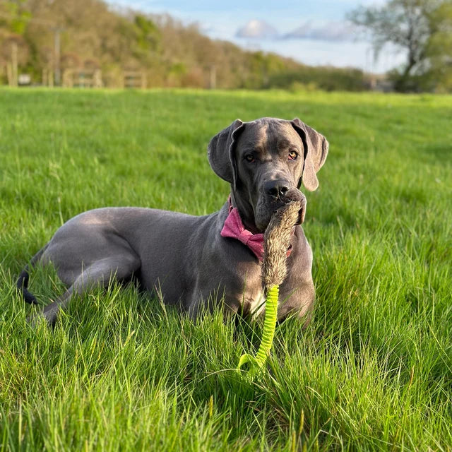 Dog lying on grass with a toy in its mouth, surrounded by a natural landscape.