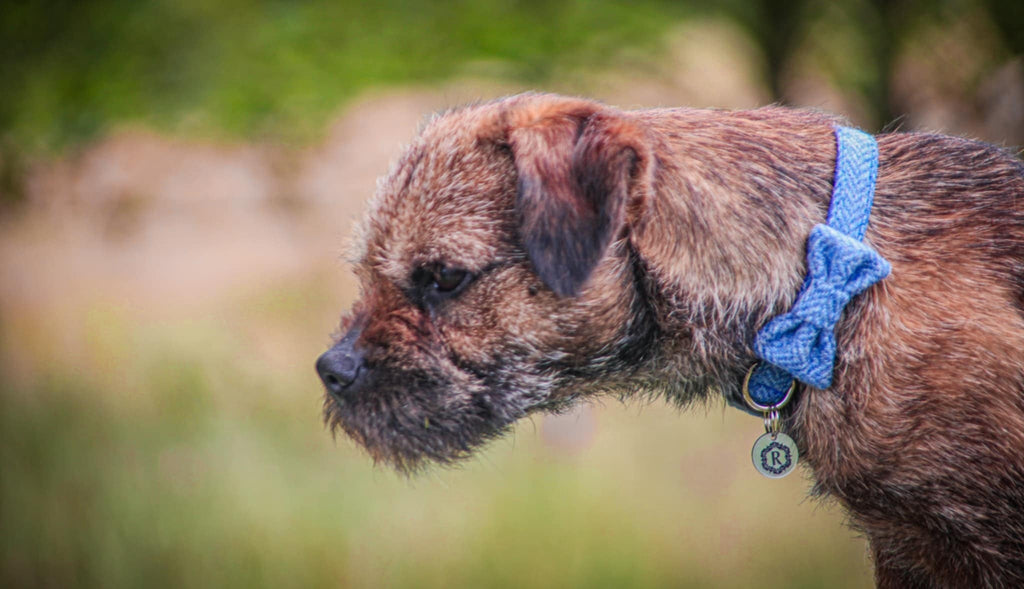 Dog wearing a blue collar with a bow, standing outdoors with a blurred natural background