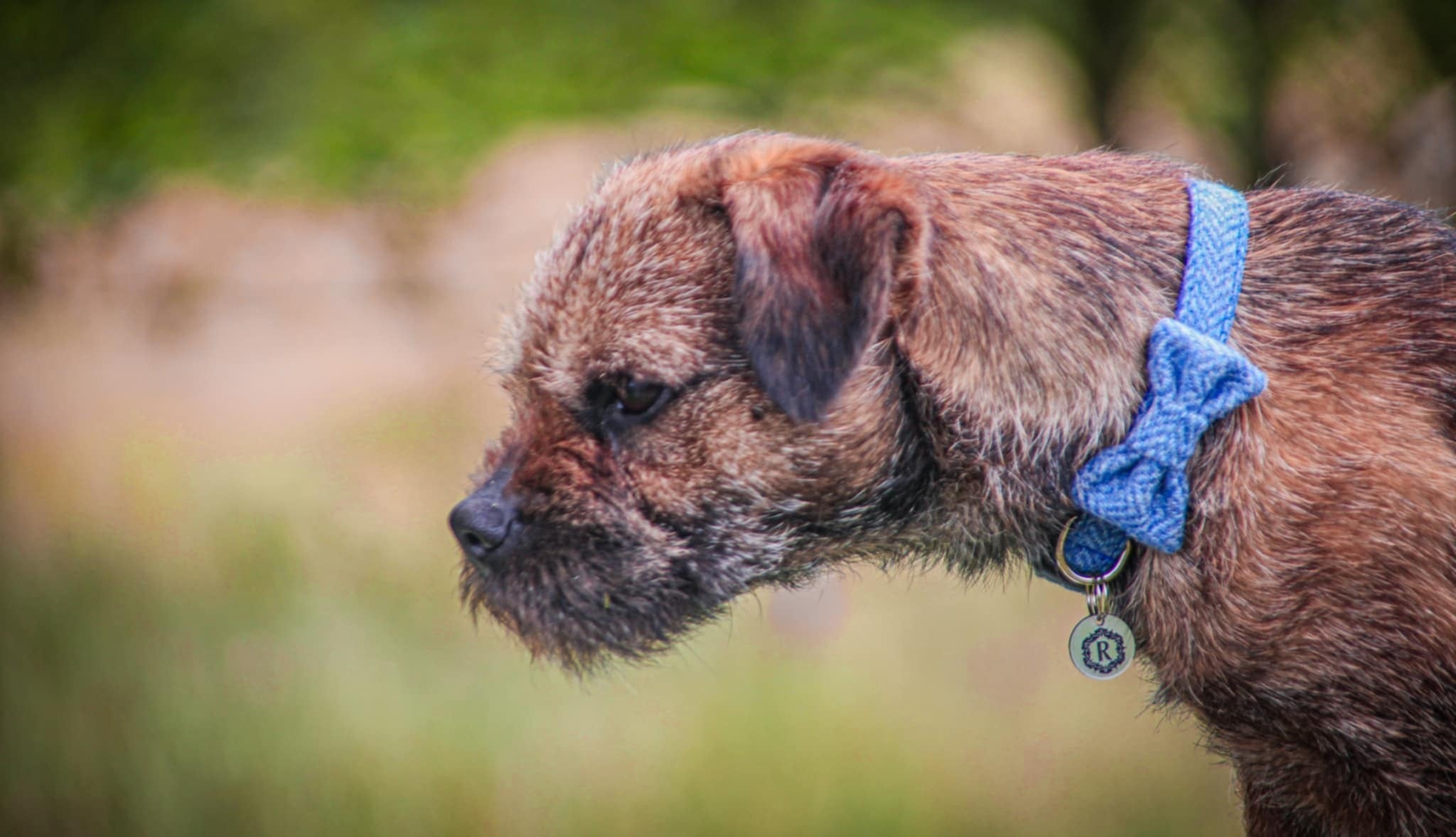 Dog wearing a blue collar with a bow, standing outdoors with a blurred natural background