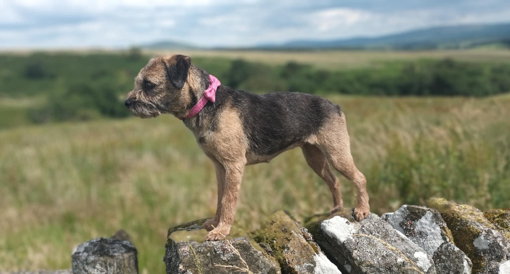 Dog standing on a stone wall in a field with a pink collar
