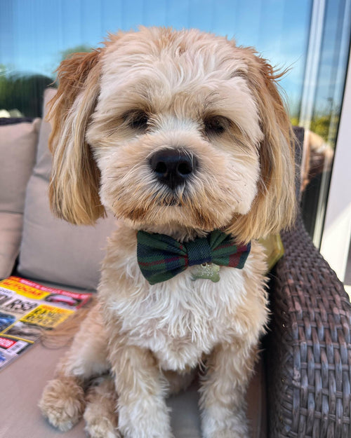An adorable dog featuring a matching custom tartan bow tie from Created By The Ridleys, representing the bespoke Custom Tartan Dog Collar, Lead & Bow Tie Set, ideal for every dog.