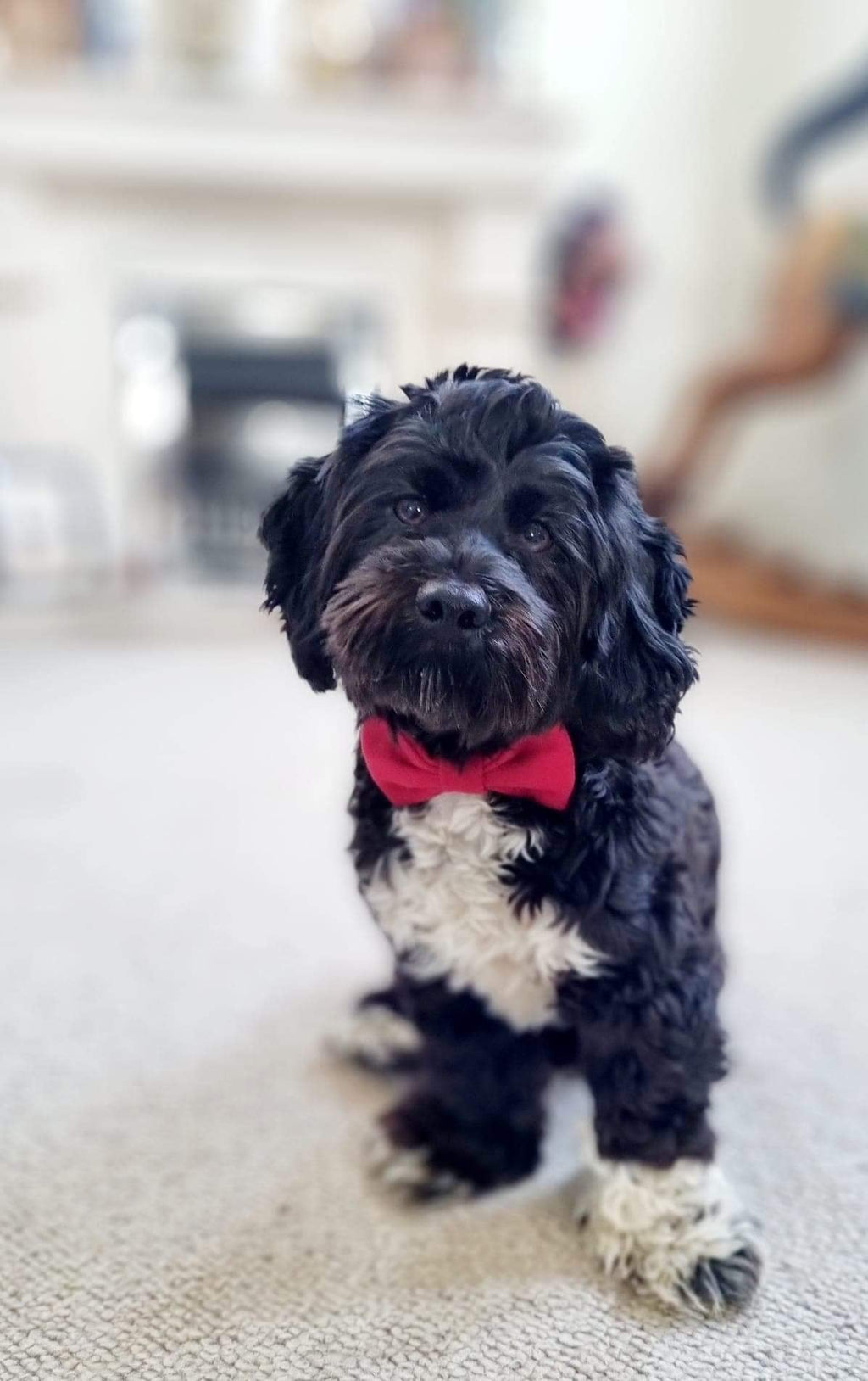Black and white dog wearing a red bow tie indoors