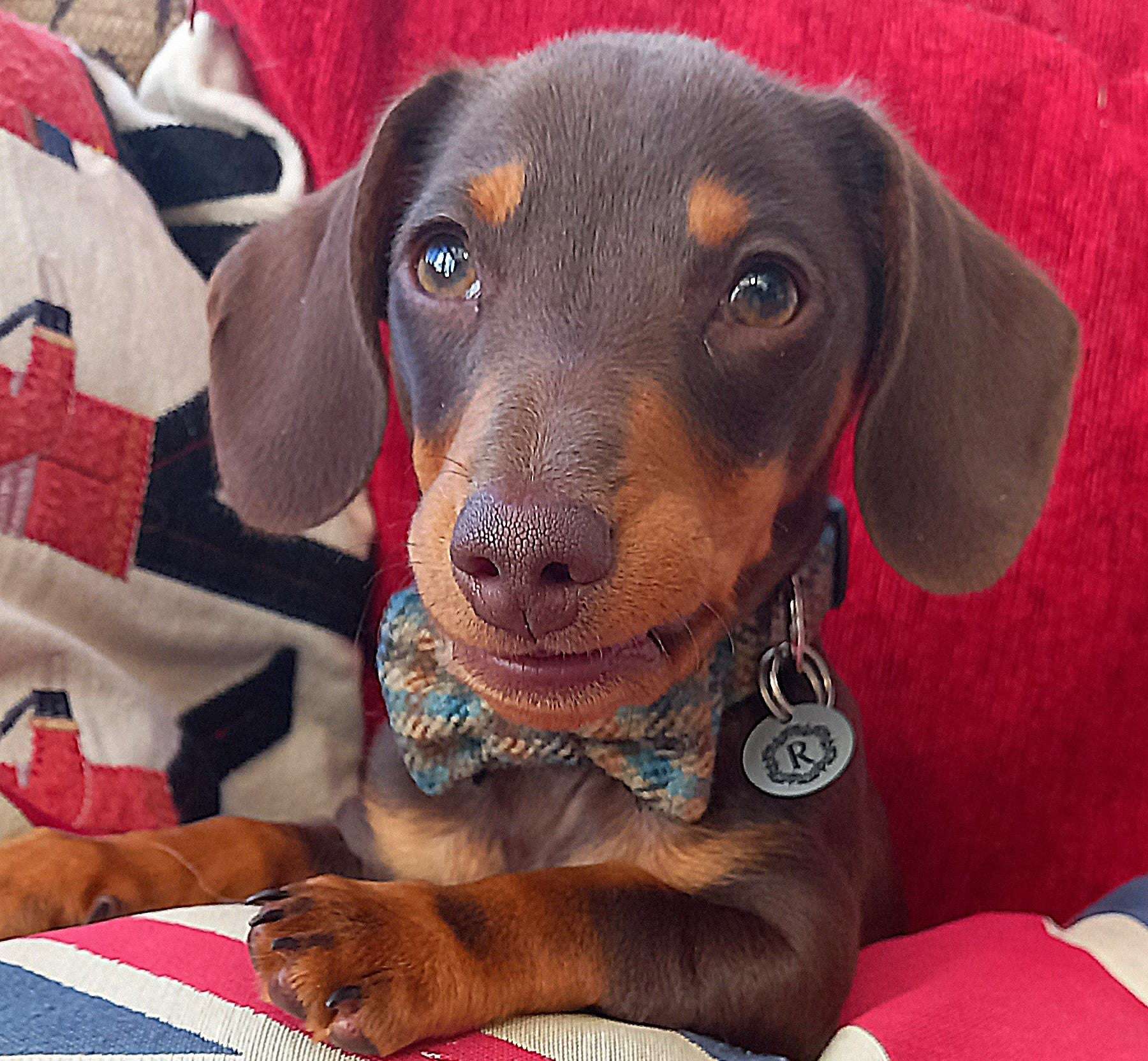 Dachshund puppy wearing a colorful sweater with a red background