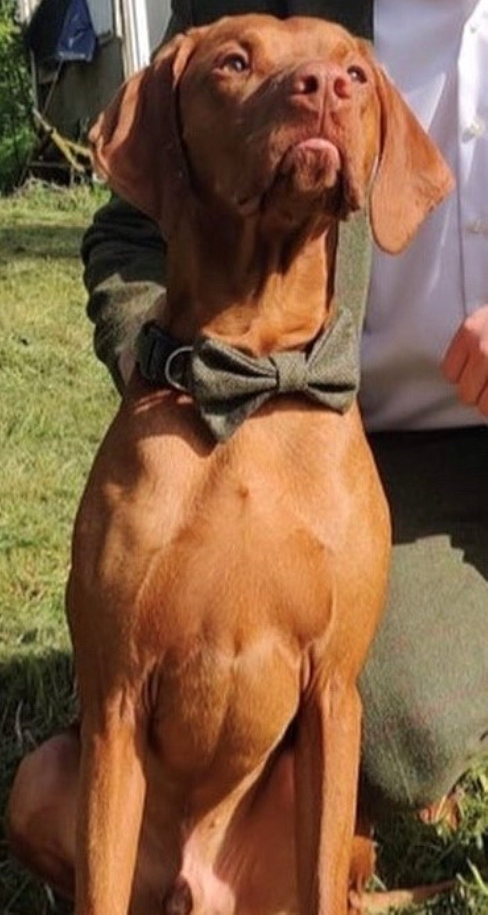 Handmade Tweed Dog Collar - Moss Green Herringbone - British Tweed - Handmade