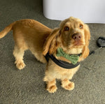 Dog Collar - Green Herringbone Tweed