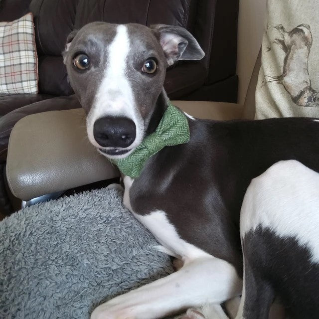 Dog Collar - Green Herringbone Tweed